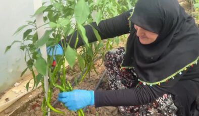 Seracılık hayalini 60 yaşında gerçekleştirdi