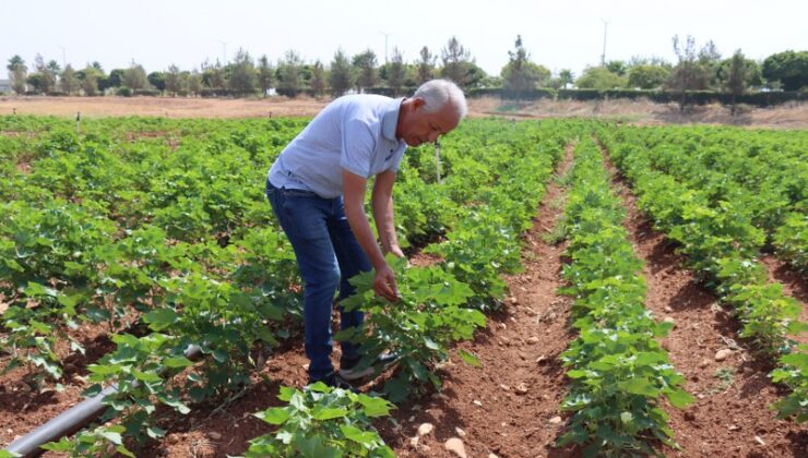 Sıcak hava pamuk üretimini artırdı, çiftçi memnun
