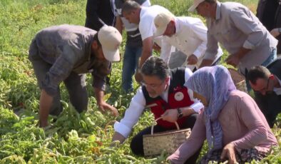 Tarım ve Orman Bakanı Yumaklı, Ayaş’ta domates hasadına katıldı