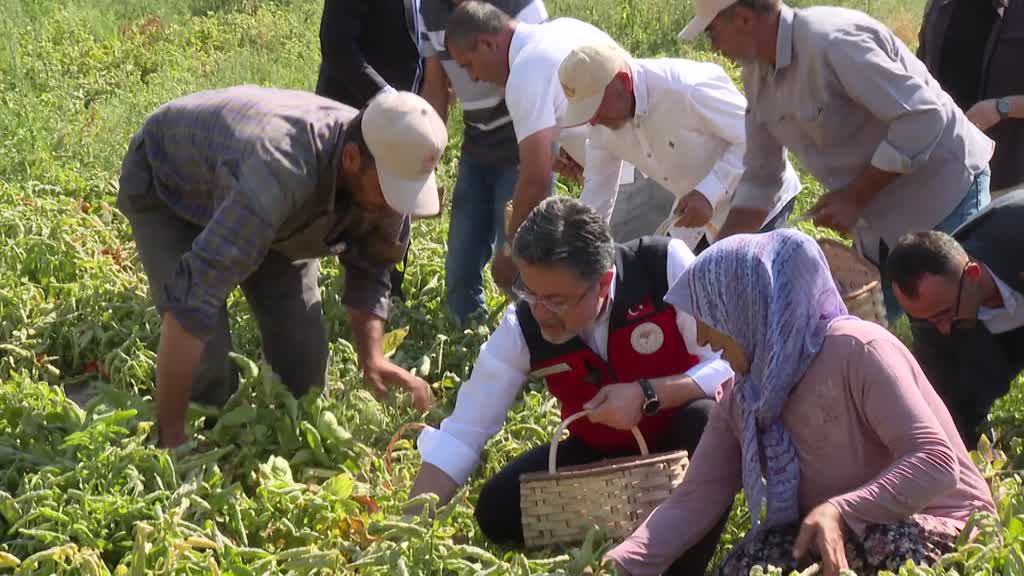 Tarım ve Orman Bakanı Yumaklı, Ayaş’ta domates hasadına katıldı