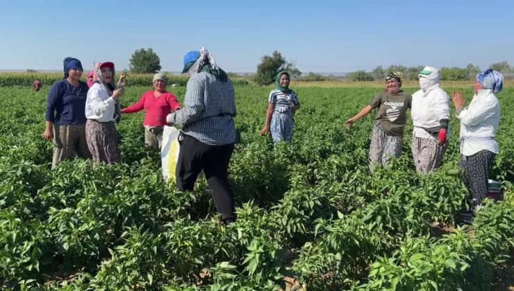 Tava ciğerinin vazgeçilmezi biberde hasat coşkusu