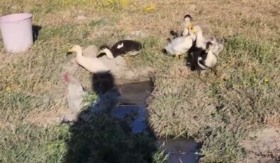 Doğanın sürprizi: Tavuk ördek yavrularına anne kucağı oldu