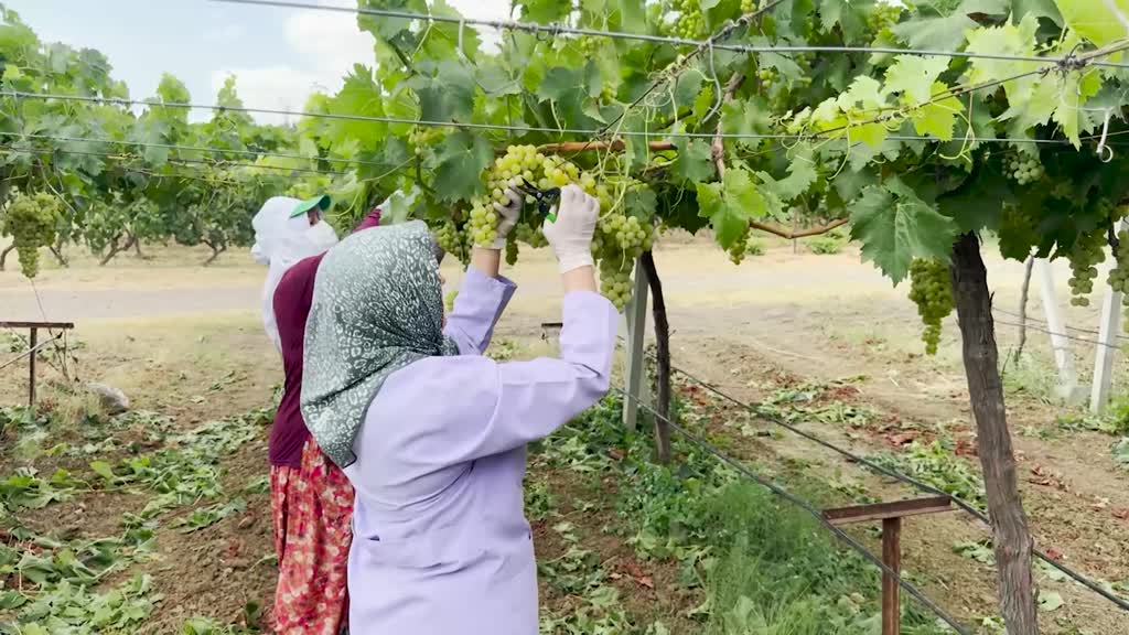 Tescilli üzüm Süleymanpaşa beyazında hasat heyecanı
