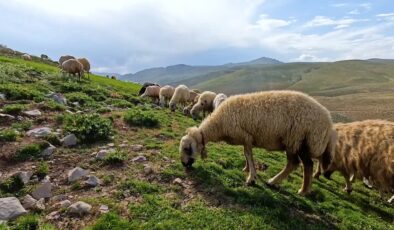 Tunceli’de göçerler sütü peynire, zorluğu emeğe dönüştürüyor