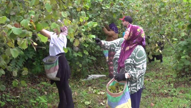 Üreticiler fındık hasadına başladı