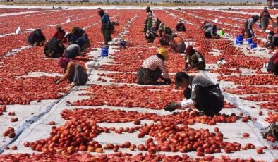 Karacadağ’ın kızgın güneşi altında kuru domates mesaisi
