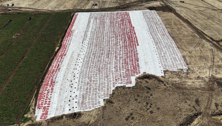 Karacadağ’da Kurutulan Domatesler Drone ile Görüntülendi: Gelincik Tarlasını Andırdı