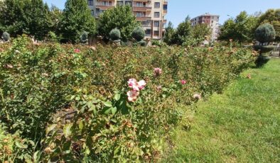 Diyarbakır’da sıcaklar gül parkını da vurdu