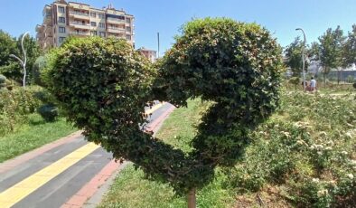 Bağlar’daki parklarda kalp şekline getirilen ağaçlar vatandaşların beğenisini topluyor