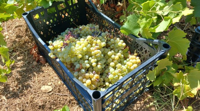 Diyarbakır’da ilk bağ bozumu Kulp’ta başladı