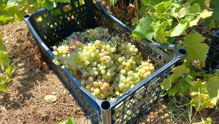 Diyarbakır’da ilk bağ bozumu Kulp’ta başladı