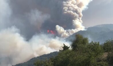 6 yıl önce yanan ormanlık alana dikilen fidanlar 2 metreye ulaştı