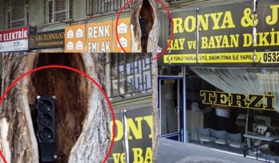 Ağaç kovuğunda elektrik prizi!