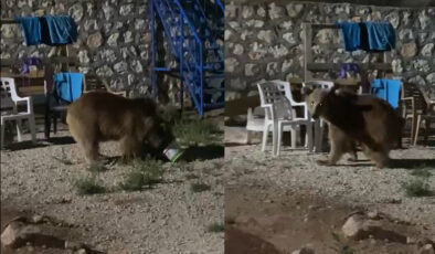 Acıkan ayı yerleşim yerine indi, vatandaşlar korku dolu anlar yaşadı