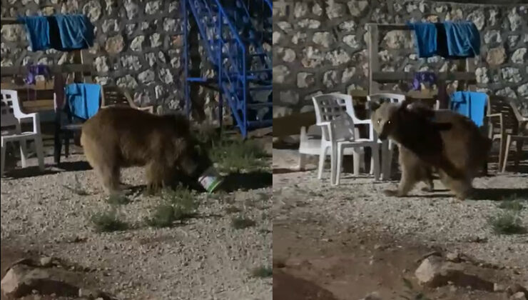 Acıkan ayı yerleşim yerine indi, vatandaşlar korku dolu anlar yaşadı