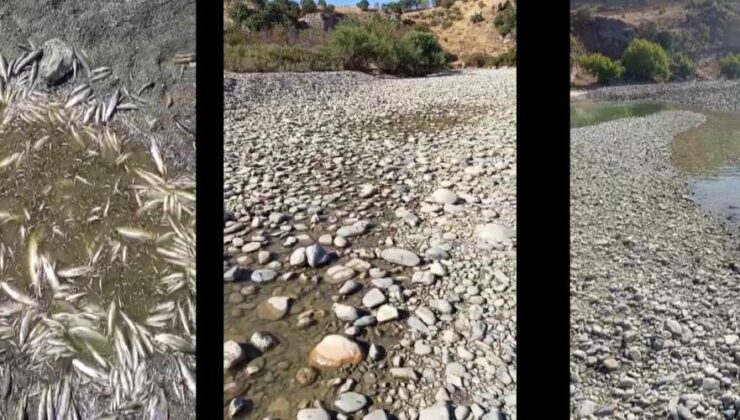 Kulp Çayı’nda balıklar öldü, muhtarlardan yetkililere çağrı