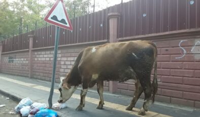 Çöpler Sokaklara Dökülüyor Büyükbaş Hayvanlar Çöpten Besleniyor