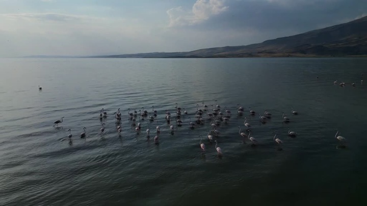 Flamingolar Van Gölü’ne renk kattı