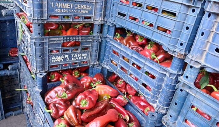 Sezon Başladı Halin Gözdesi Oldu