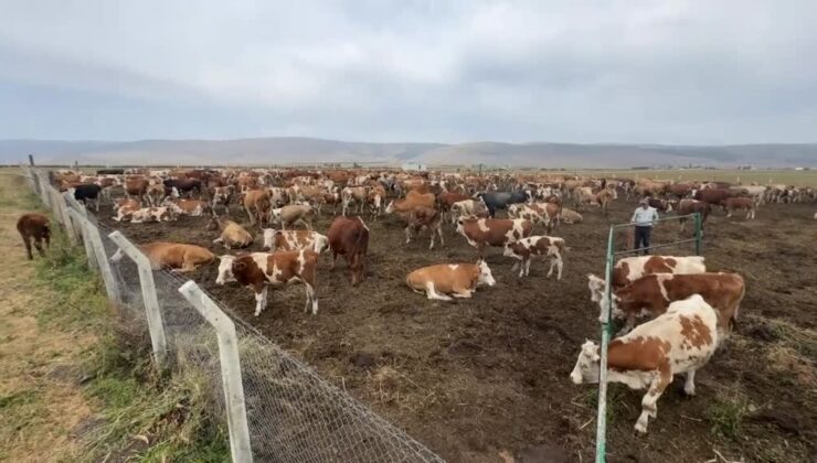 367 bin büyükbaş hayvanın yüzde 70’ine şap aşısı yapıldı