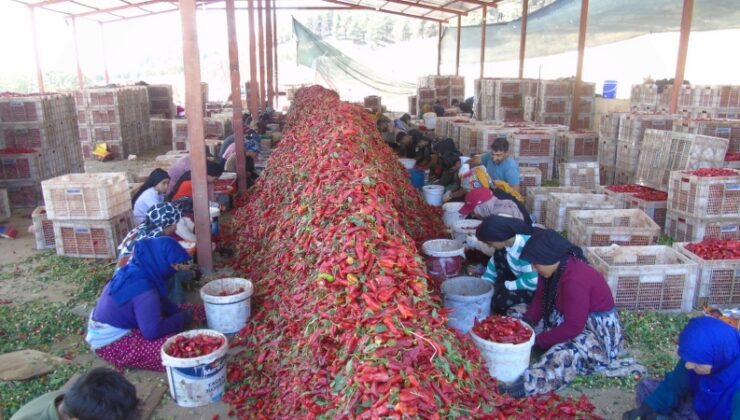 43 bin tonluk biber rekoltesi için İslahiye’de acı ter dökülüyor