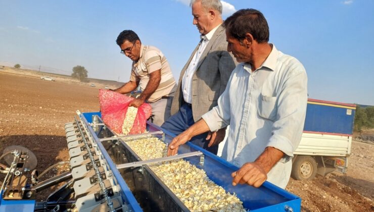 AB tescilli Araban sarımsağı 2026 sezonu için toprakla buluştu