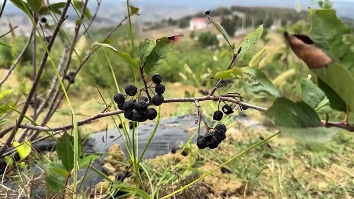 Uzun yıllar süren mide rahatsızlığına iyi gelen aronyanın üreticisi oldu