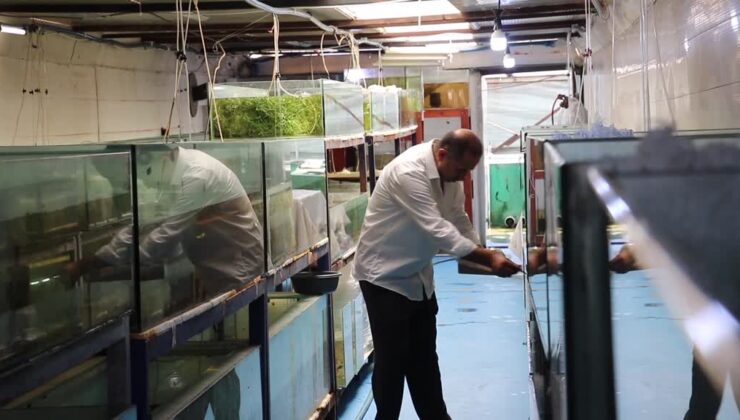 Akvaryum merakıyla başladığı balık yetiştiriciliğinde yıllık 2 milyon üretime ulaştı