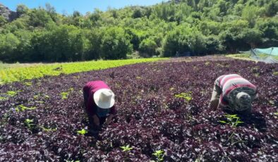 Arapgir’in tescilli mor reyhanında ve köhnü üzümünde hasat yapılıyor