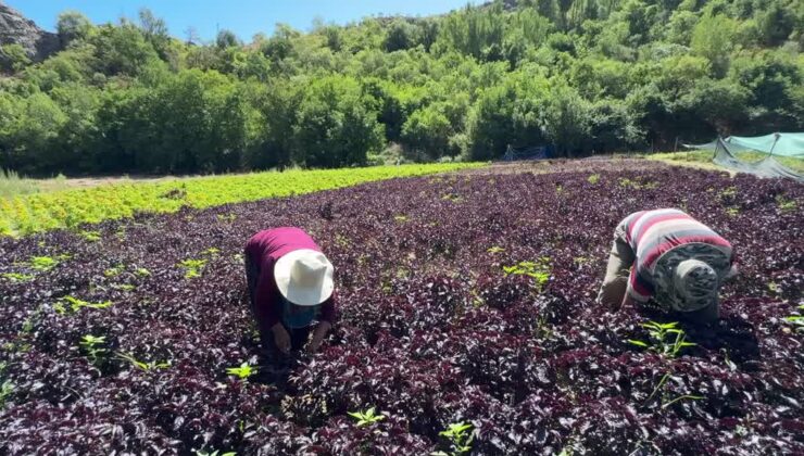 Arapgir’in tescilli mor reyhanında ve köhnü üzümünde hasat yapılıyor