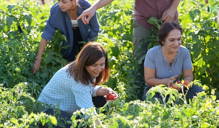 Eşbaşkan Bucak kadınlarla sebze topladı
