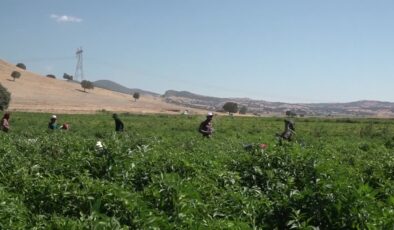 Coğrafi işaret tescilli Maraş biberinde hasat başladı