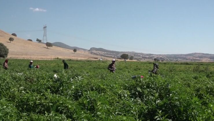 Coğrafi işaret tescilli Maraş biberinde hasat başladı