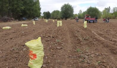 Dodurga’da atıl toprak patatesle berekete kavuştu