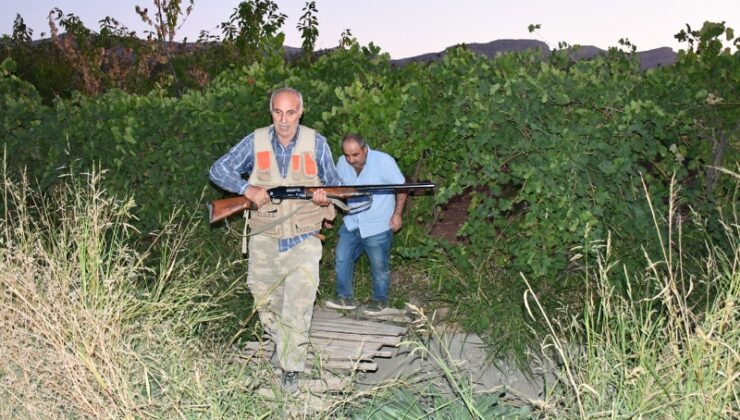 Domuz sürüleri bağ ve bahçelere zarar veriyor, çiftçi nöbet başında