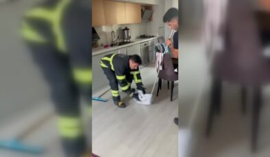 Eve giren yılan itfaiye ekiplerince yakalandı