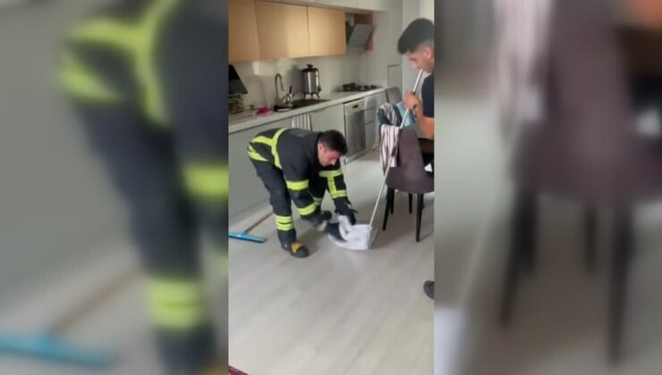 Eve giren yılan itfaiye ekiplerince yakalandı