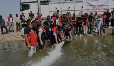 Garzan ve Batman barajlarına milyonlarca yavru sazan bırakıldı