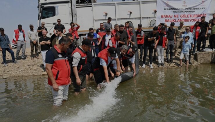 Garzan ve Batman barajlarına milyonlarca yavru sazan bırakıldı