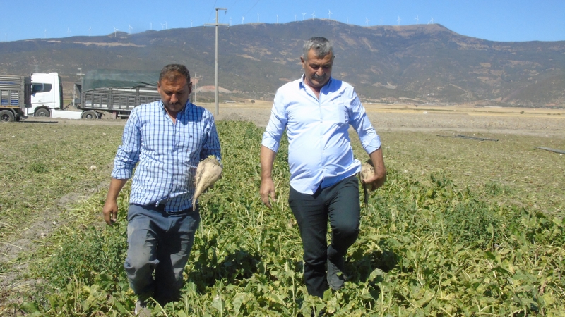 İslahiye ve Nurdağı’nda pancar hasadı başladı