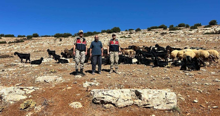 Kaybolan küçükbaş hayvanlar jandarma tarafından bulundu