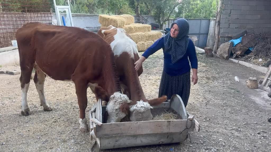 Kadın girişimci hibe desteğiyle hayvancılığa yeniden başladı