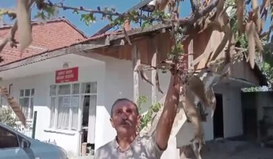 Kiraz ağaçları çiçek açtı