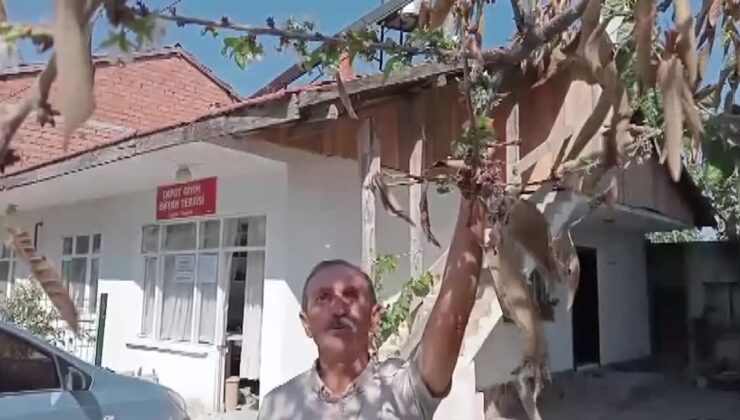 Kiraz ağaçları çiçek açtı