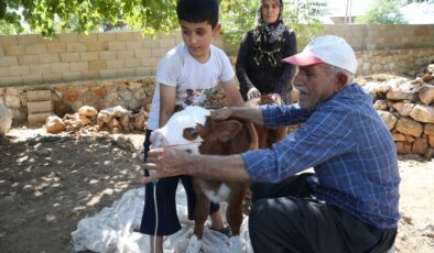 Nefes almakta zorlanan buzağı buhar cihazıyla hayata tutundu