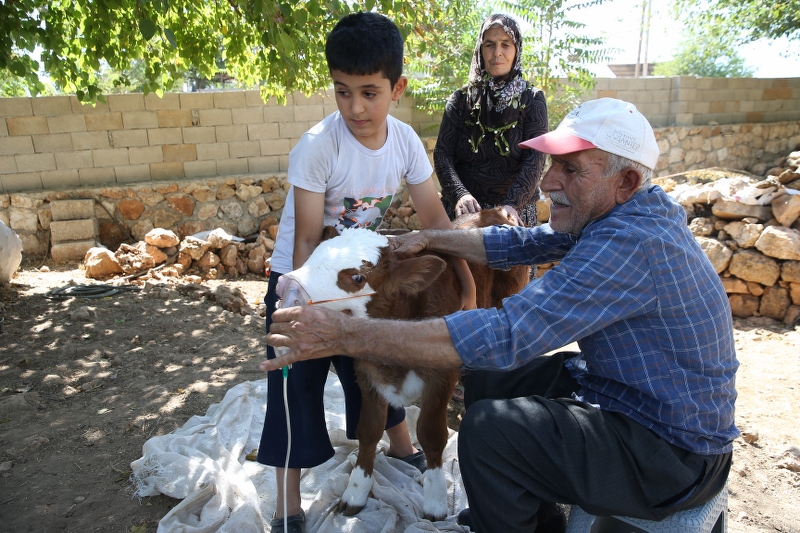 Nefes almakta zorlanan buzağı buhar cihazıyla hayata tutundu
