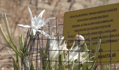 Sahillerin beyaz süsü kum zambakları antik kent kıyılarında özenle korunuyor