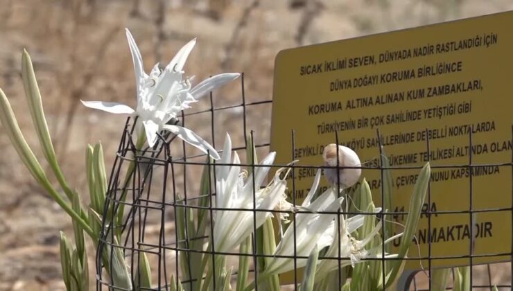Sahillerin beyaz süsü kum zambakları antik kent kıyılarında özenle korunuyor