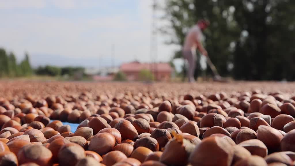 Fındık göçü başladı: Trabzonlu üreticiler Bayburt’a akın etti