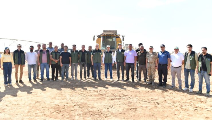 Türkiye’nin en büyük tarım işletmesinde ayçiçeği hasadı yapılıyor